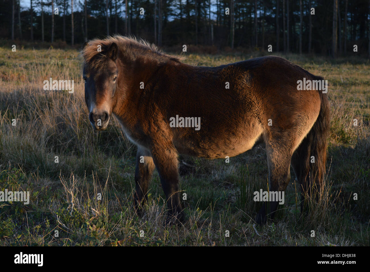 Exmoor Pony one late autumn evening looks up from grazing on Haddon Hill Somerset Stock Photo
