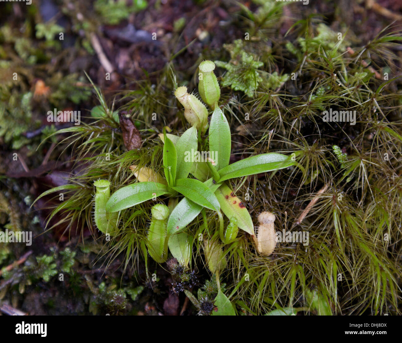 Tiny Pitcher plants, Nepenthes sp. Cameron Highlands, mossy forest. Gunung Brinchang Stock Photo