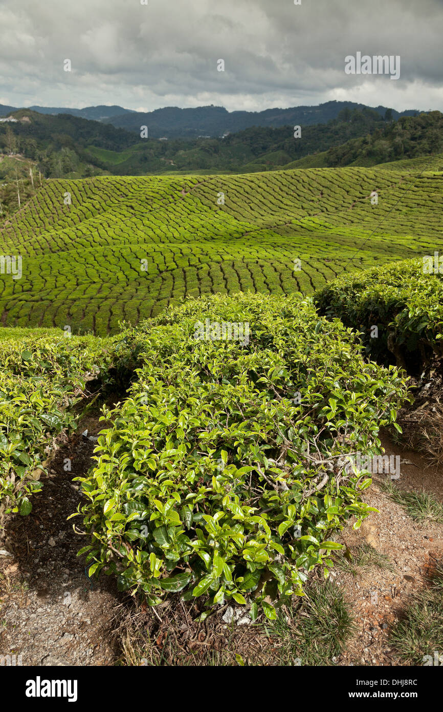Tea shrubs, Camellia sinensis, Cameron Highlands Stock Photo