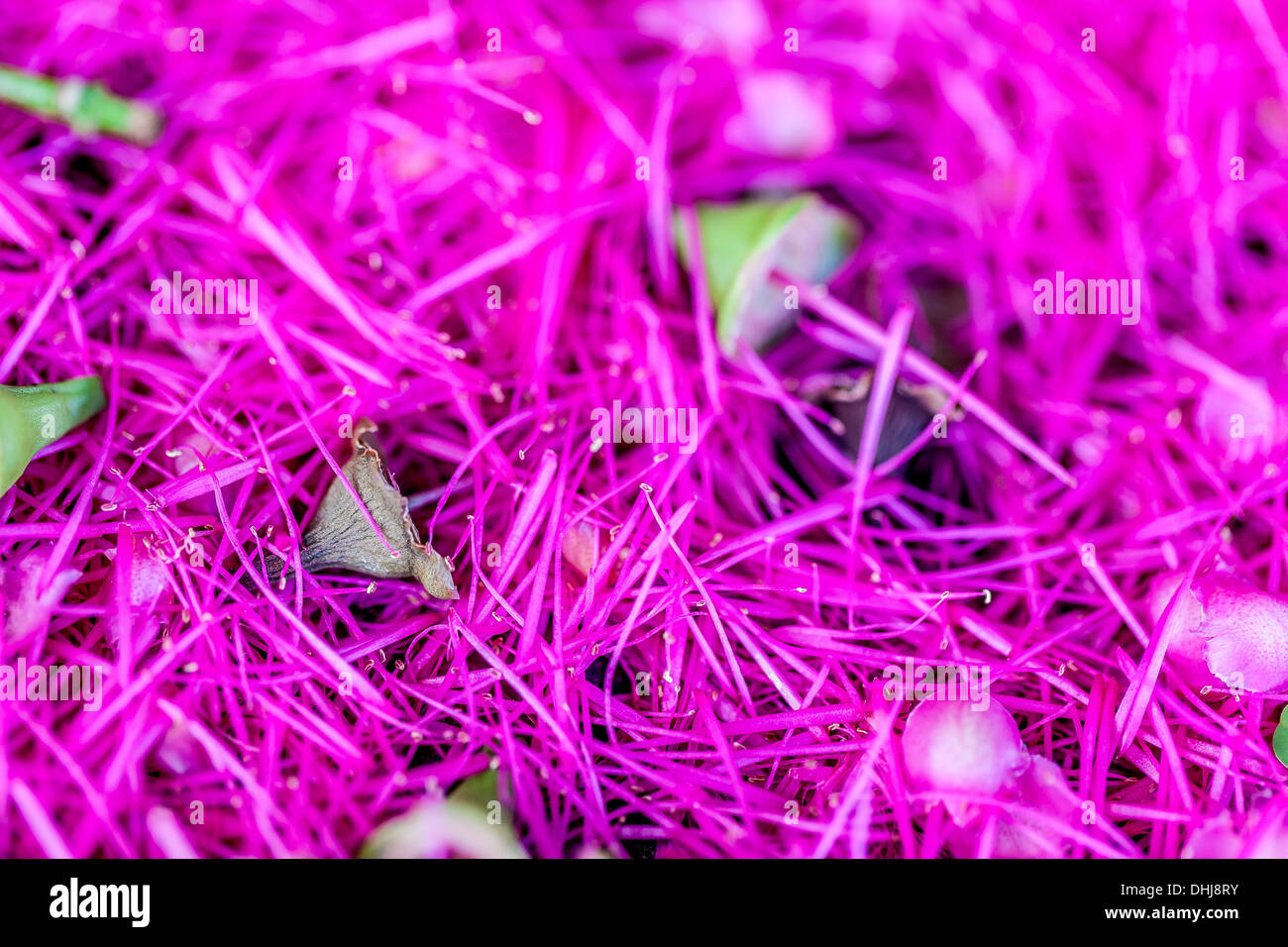 French cashew flower pedals fallen to the ground in a great profusion Stock Photo