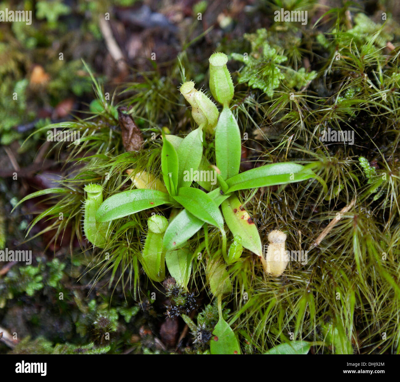 Tiny Pitcher plants, Nepenthes sp. Cameron Highlands, mossy forest. Gunung Brinchang Stock Photo