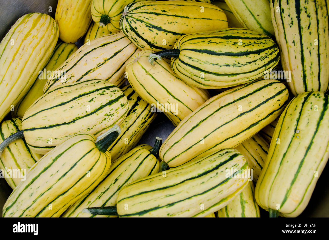Organic Delicata Squash Stock Photo