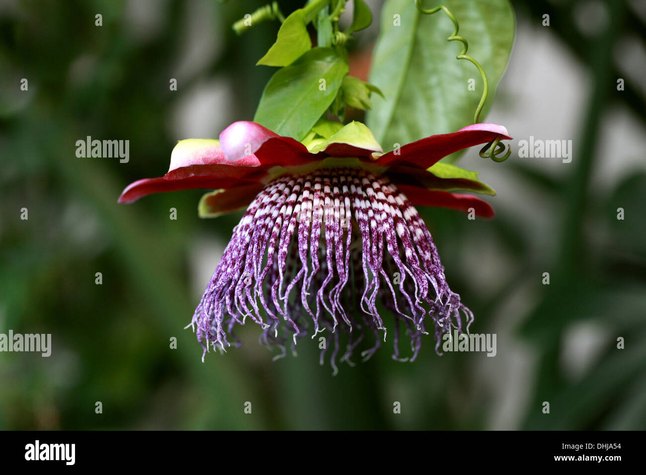 Passion Flower, Passiflora quadrangularis, Passifloraceae. Aka Giant or Sweet Granadilla, Giant Tumbo or Badea. Stock Photo