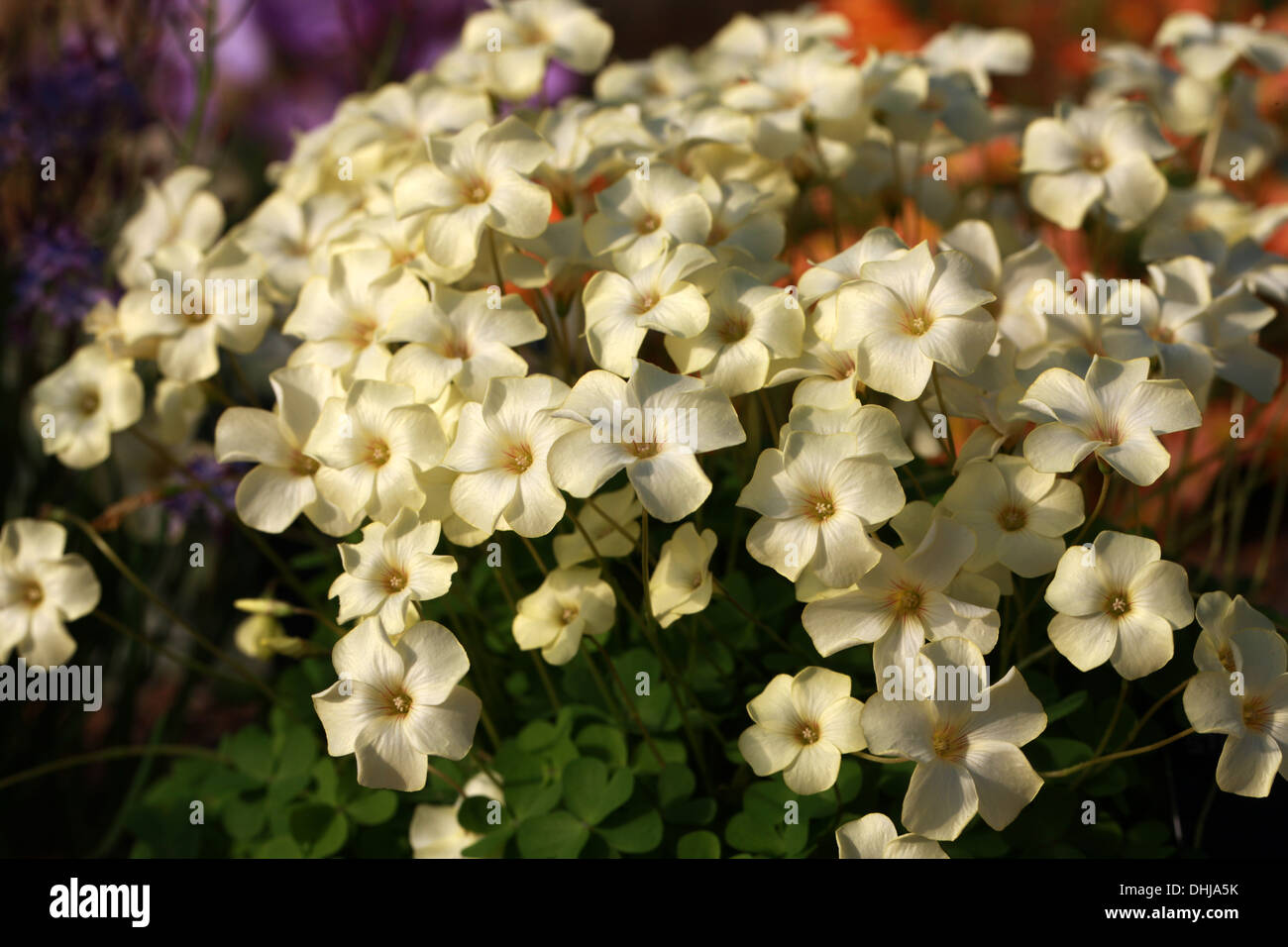 Oxalis perdicaria "Cetrino", Oxalidaceae. Chile, Southern South America. Stock Photo