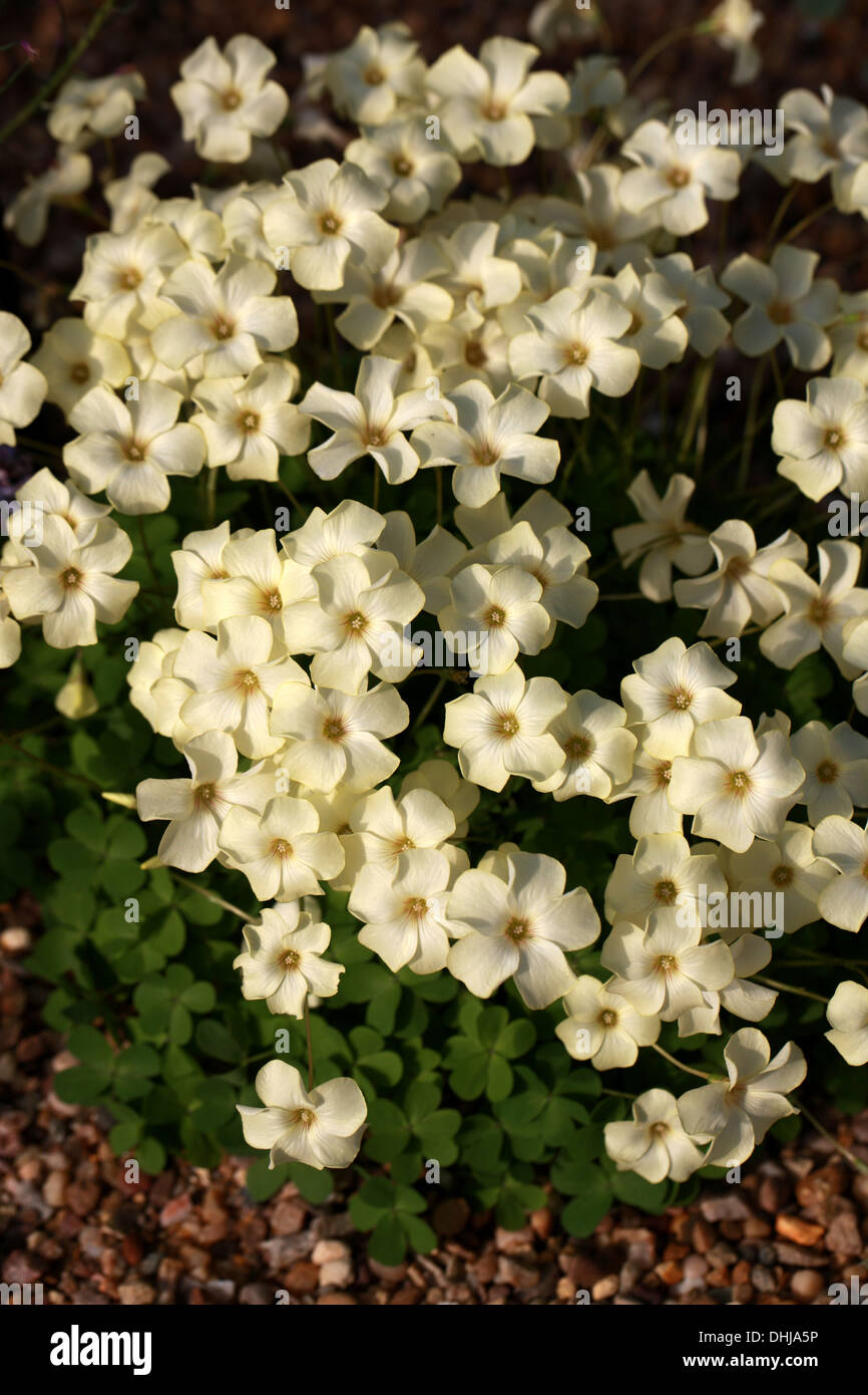 Oxalis perdicaria 'Cetrino', Oxalidaceae. Chile, Southern South America. Stock Photo
