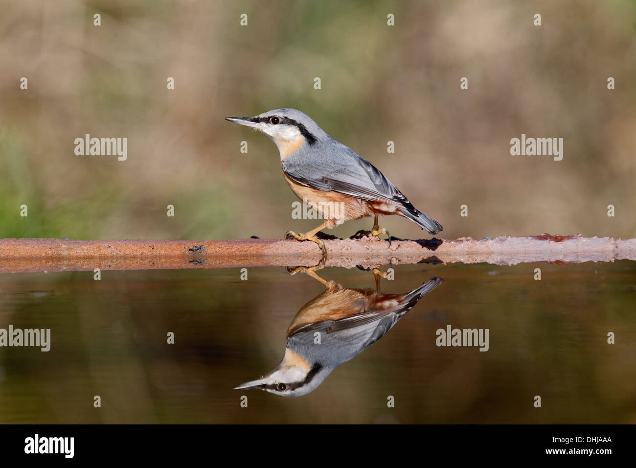 Nuthatch, Sitta europaea, single bird at water, Warwickshire, October 2013 Stock Photo