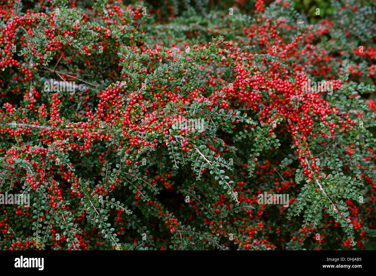 Cotoneaster, Cotoneaster horizontalis, Rosaceae. Western China. Stock Photo
