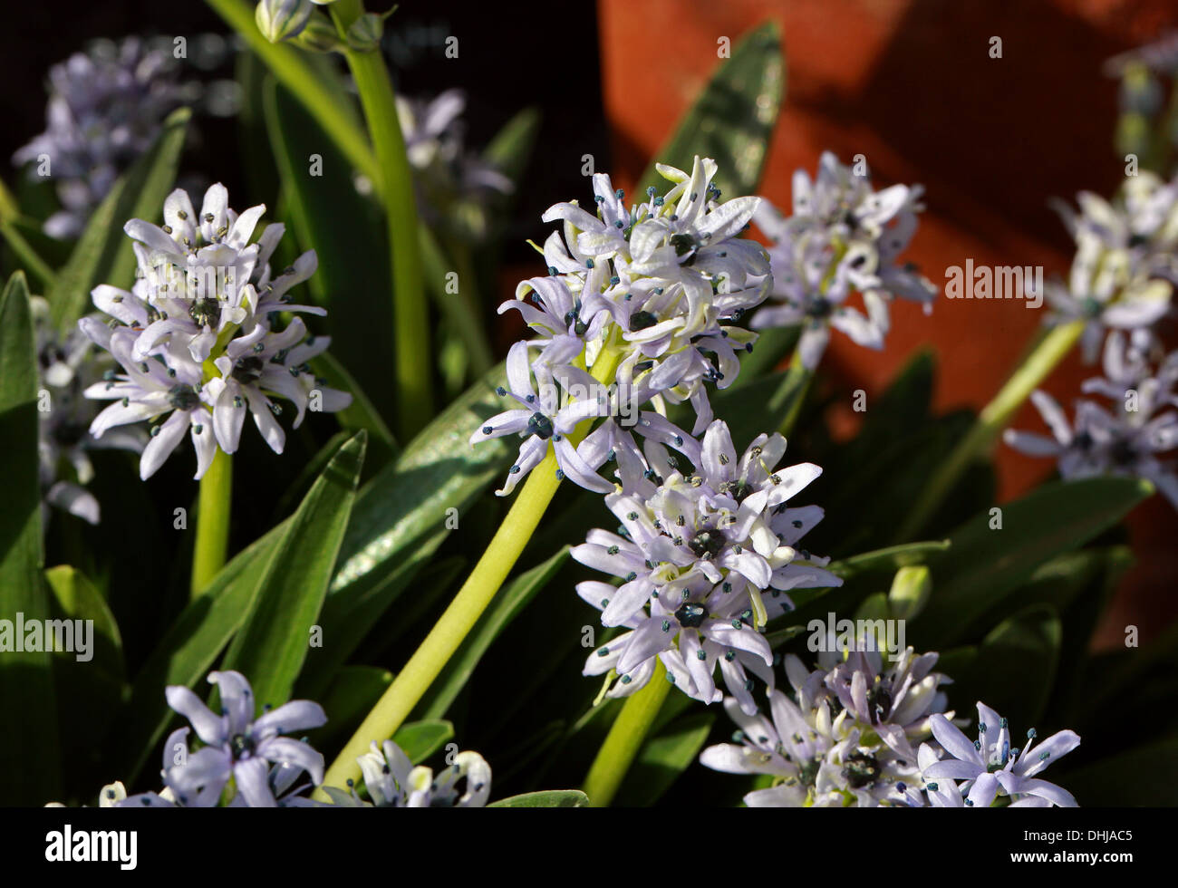Hyacinthoides lingulata, Scilloideae, Asparagaceae (Hyacinthaceae). North Africa, from Morocco to Tunisia. Stock Photo