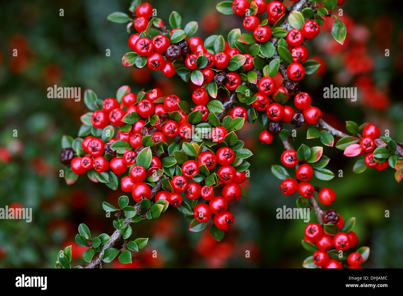 Cotoneaster, Cotoneaster horizontalis, Rosaceae. Western China. Stock Photo