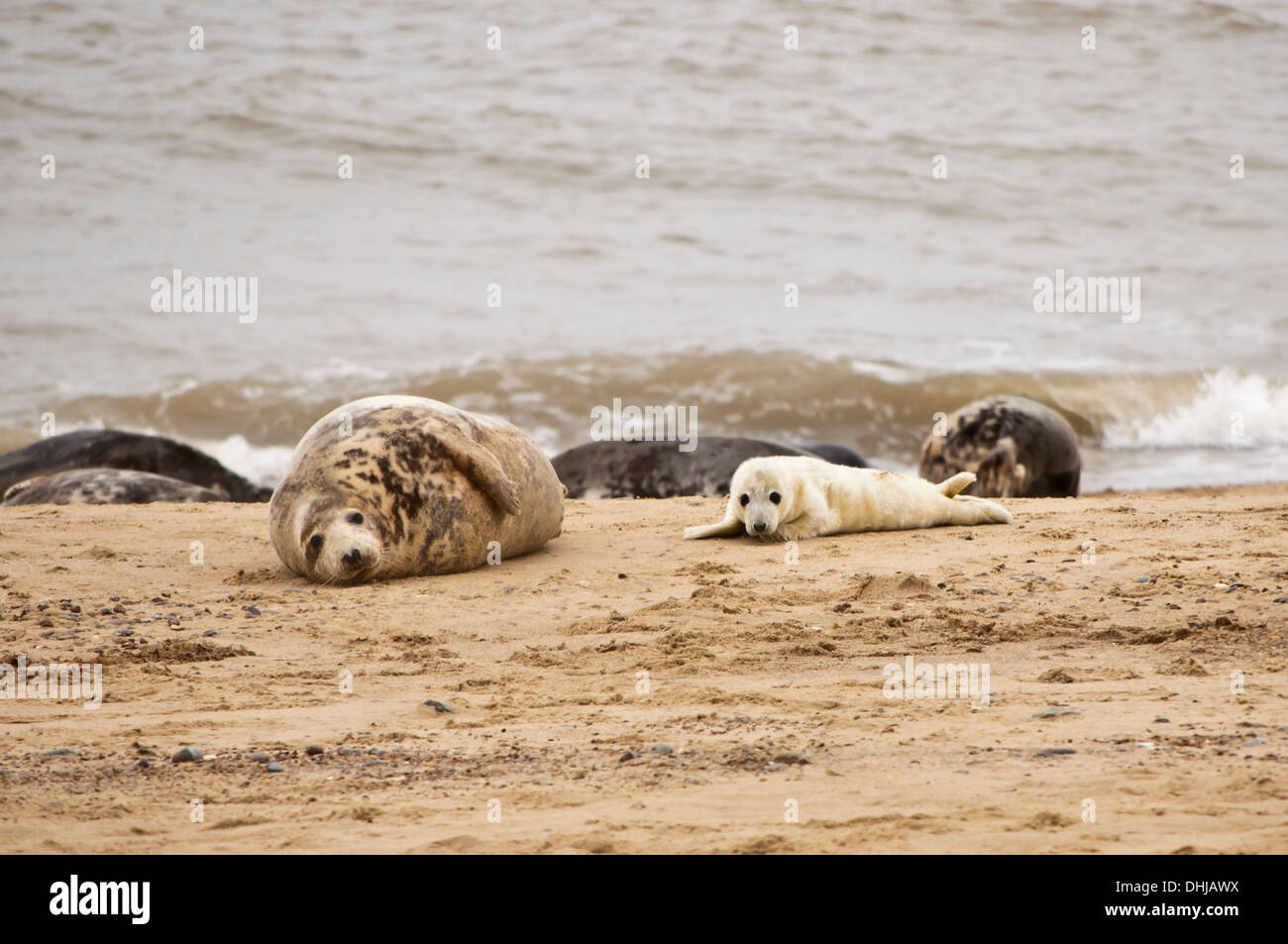Grey Seals pup pups halichoerus gryphus Horsey Gap seal colony Norfolk