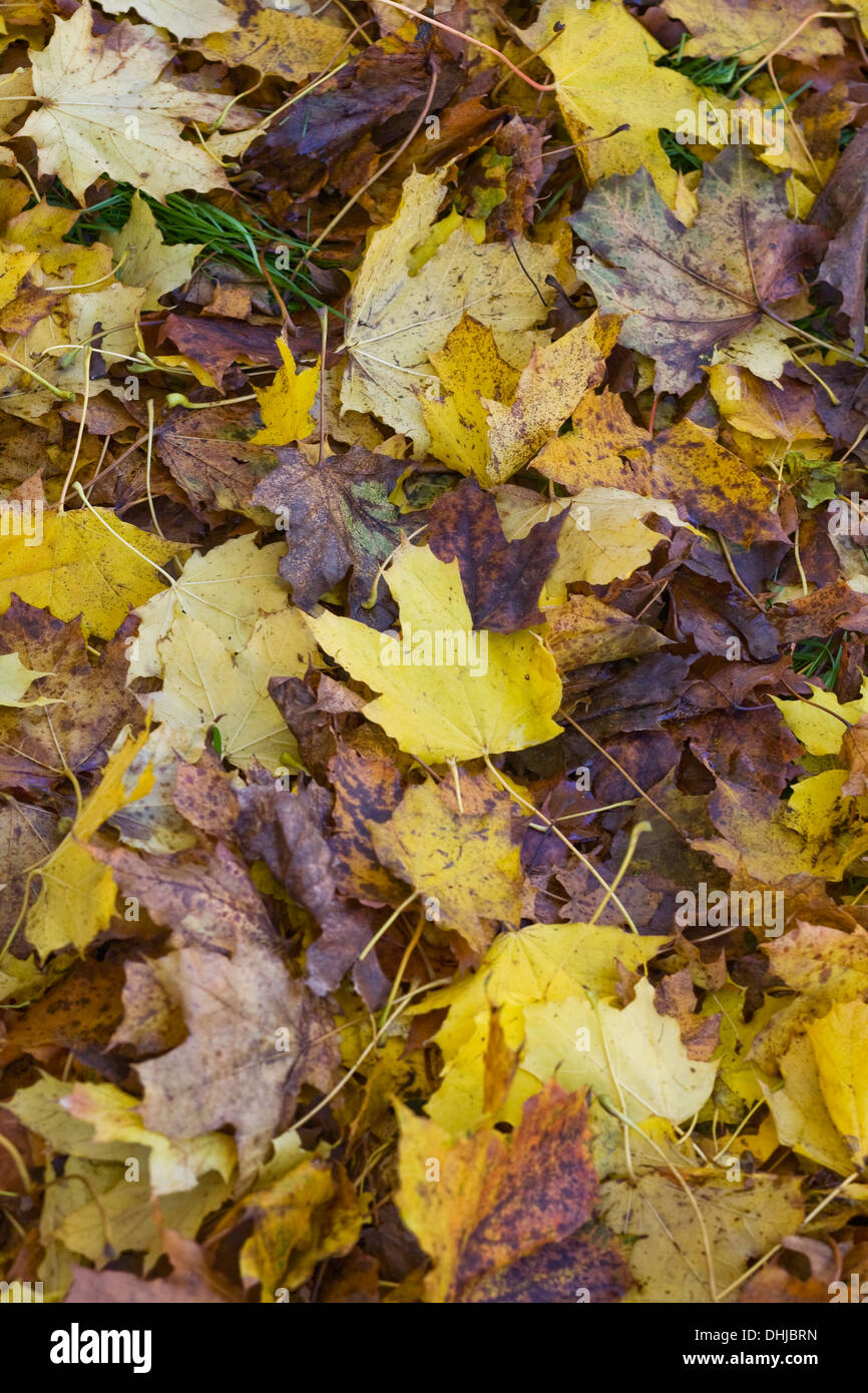 Autumn leaves yellow hi-res stock photography and images - Alamy