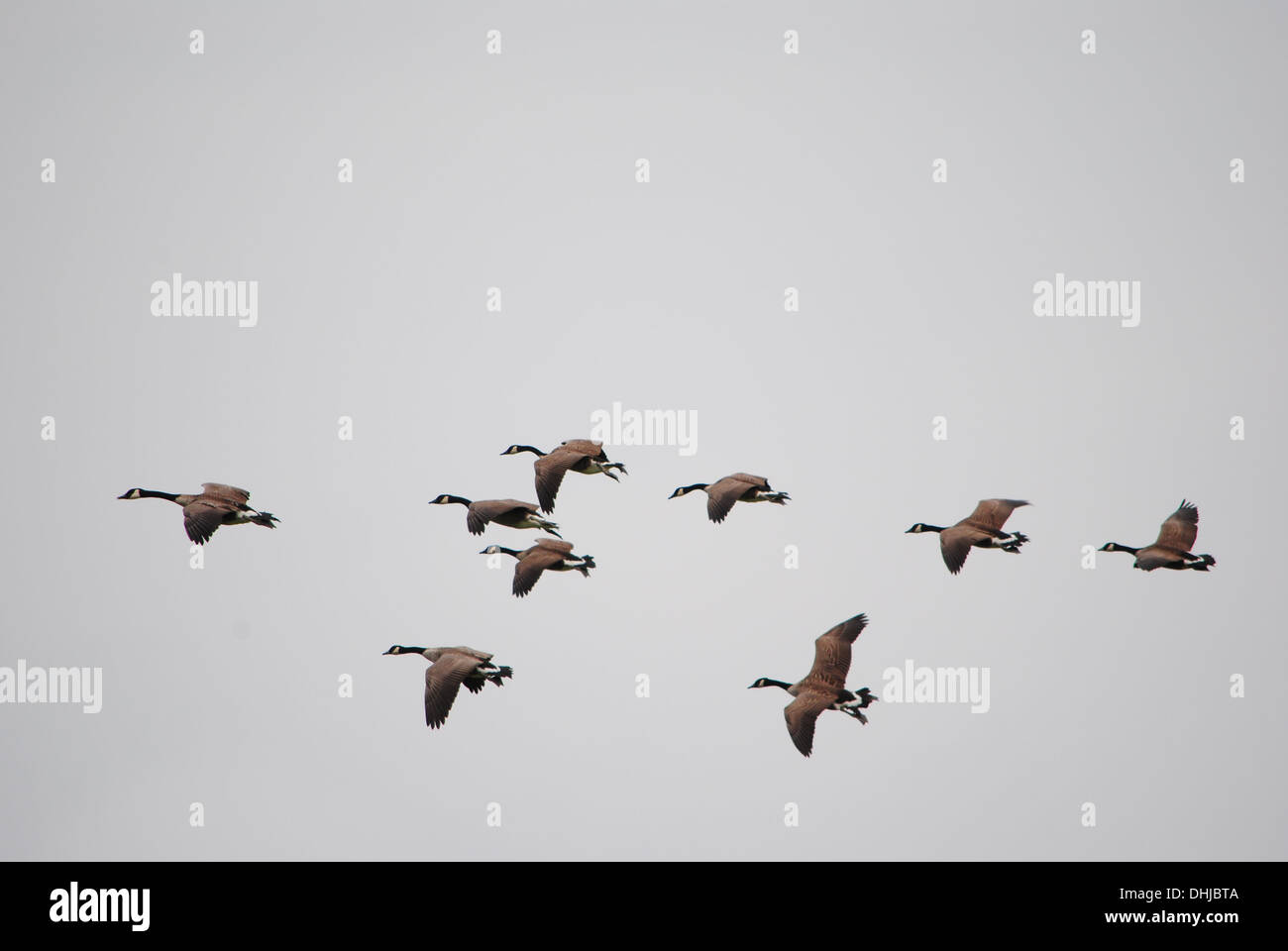Canada Geese,flies across the sky,training for winter migration. Stock Photo