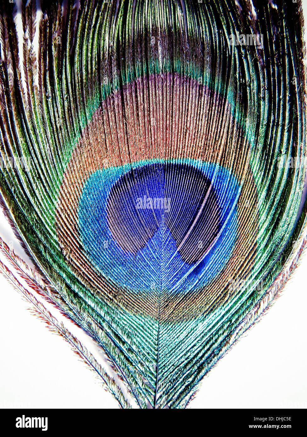Single peacock feather hi-res stock photography and images - Alamy