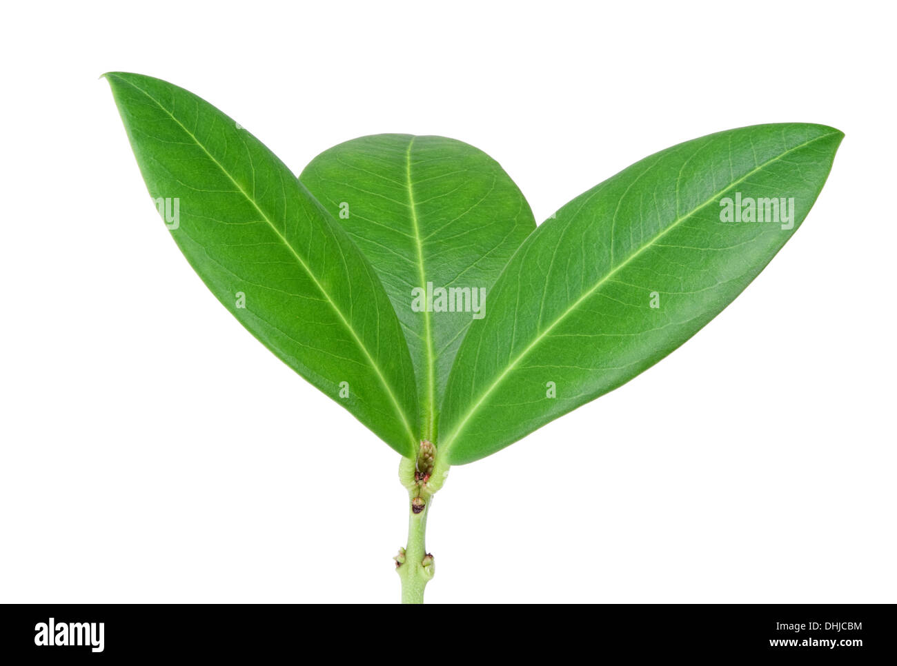 Green plant isolated on white background Stock Photo Alamy