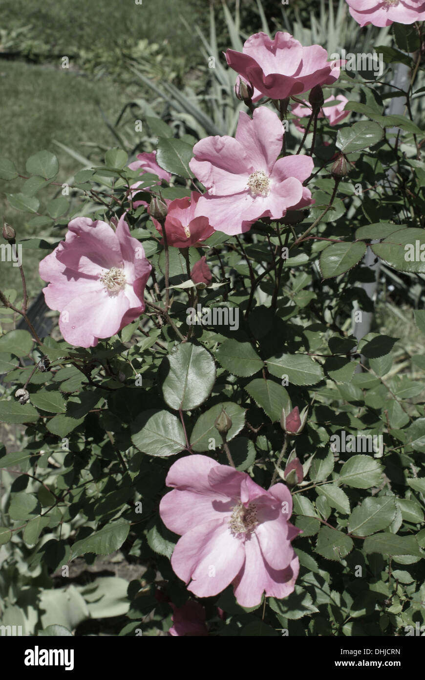 An old fashioned rose bush Stock Photo Alamy