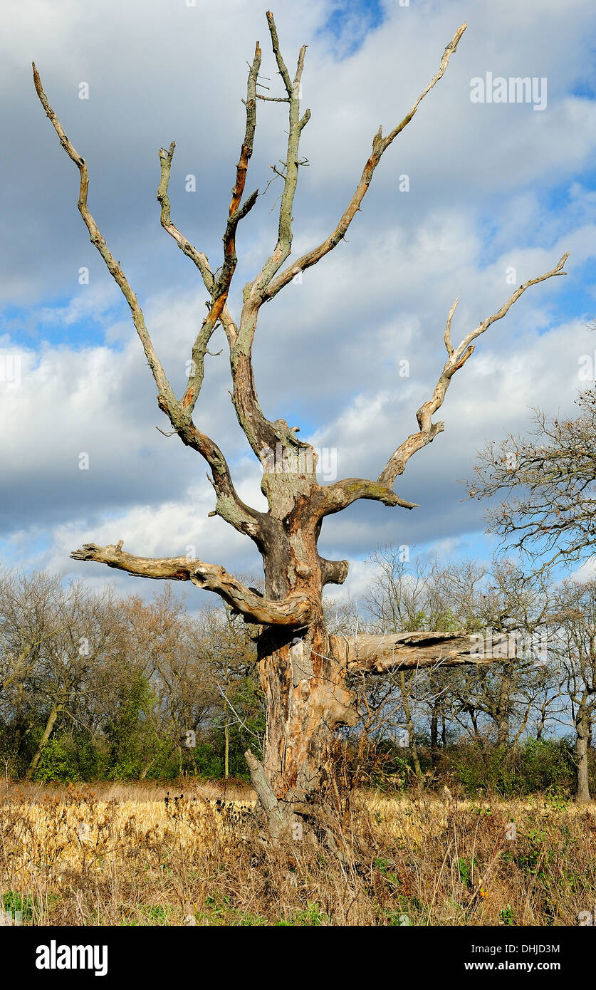 Dead And Rotten Tree High Resolution Stock Photography and Images Alamy