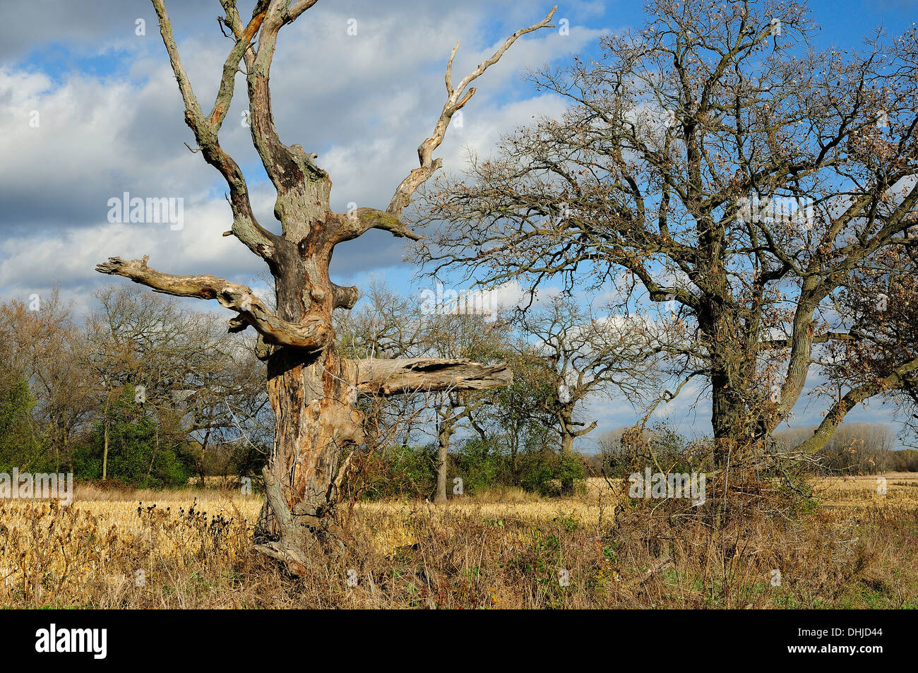 Dead Oak Tree Stock Photo Alamy