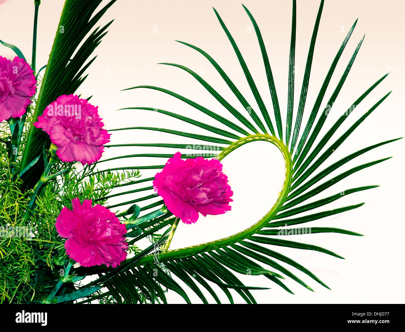 Empress of india flower hi-res stock photography and images - Alamy