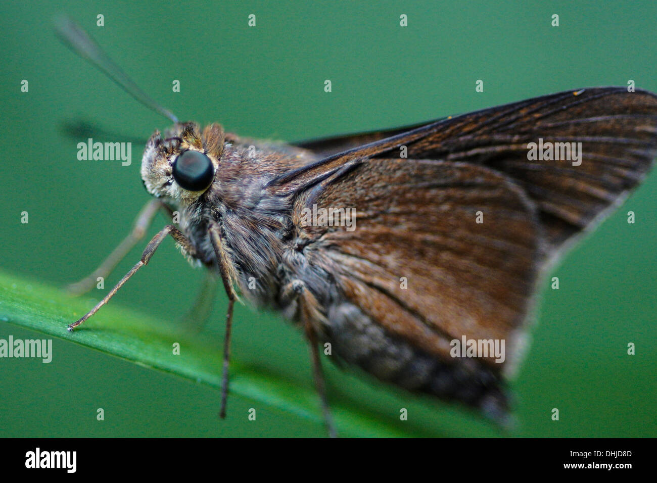 Macro image of a skipper butterfly (Hesperiidae) Stock Photo
