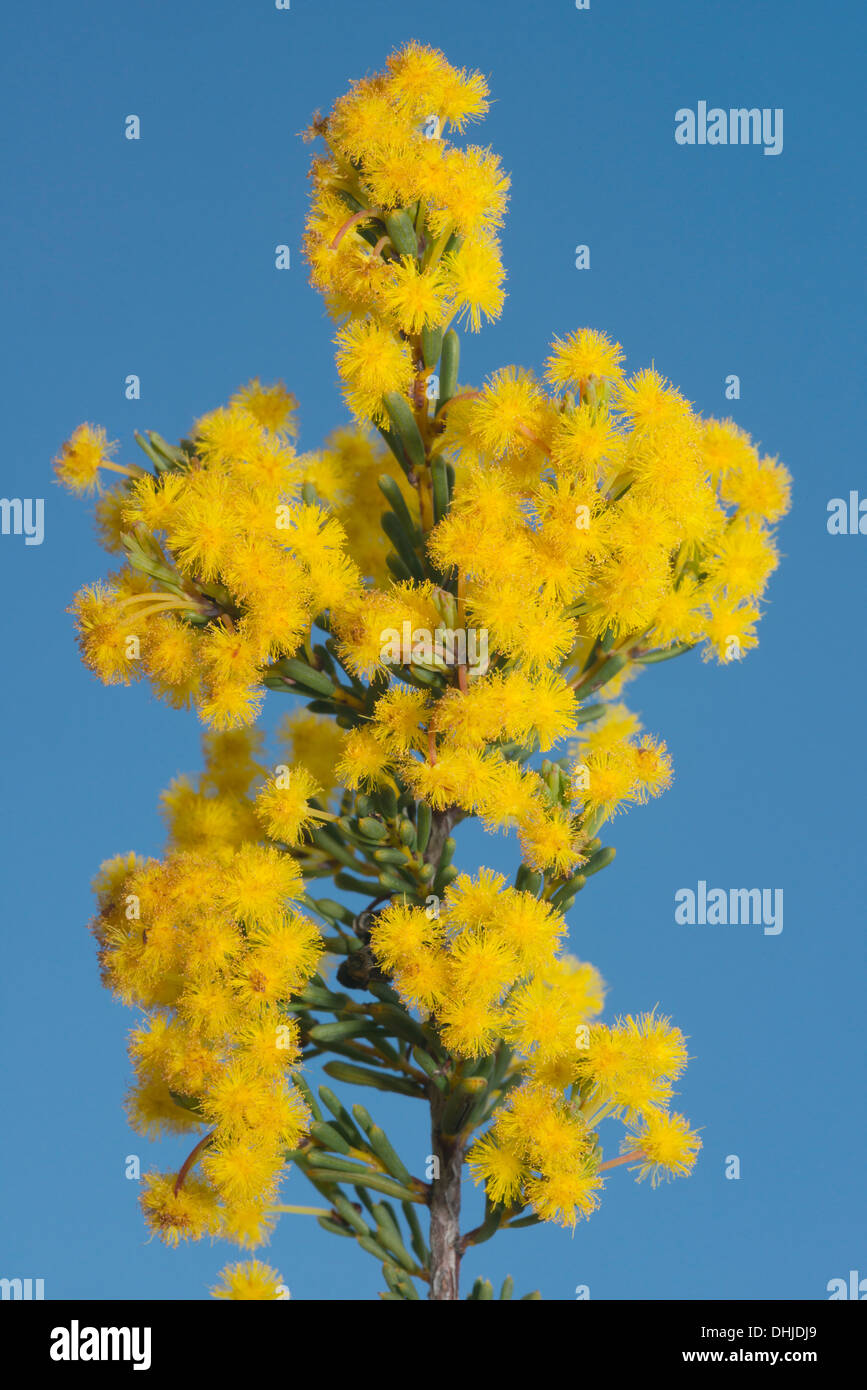 Wattle flowers (Acacia binata) WILD, Fitzgerald River area, Western Australia Stock Photo