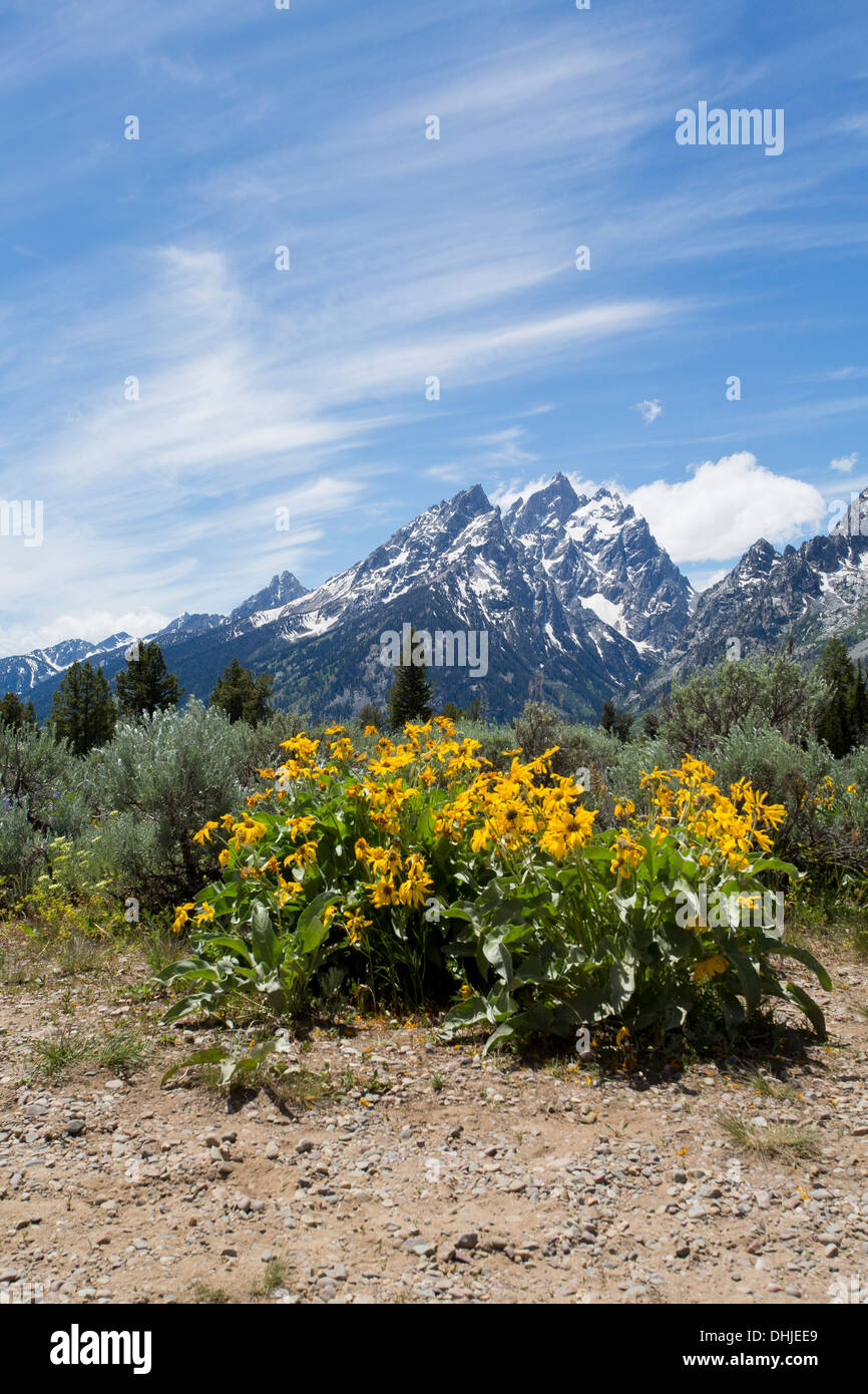 Flowers with the Grand Tetons in the background Stock Photo