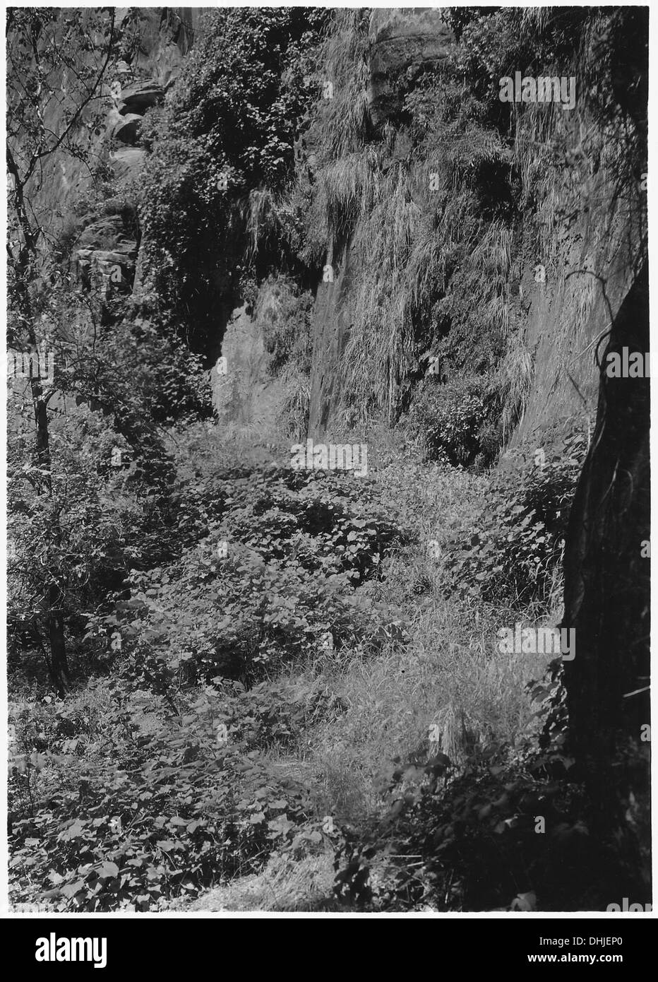 Hanging flowers Black and White Stock Photos Images Alamy