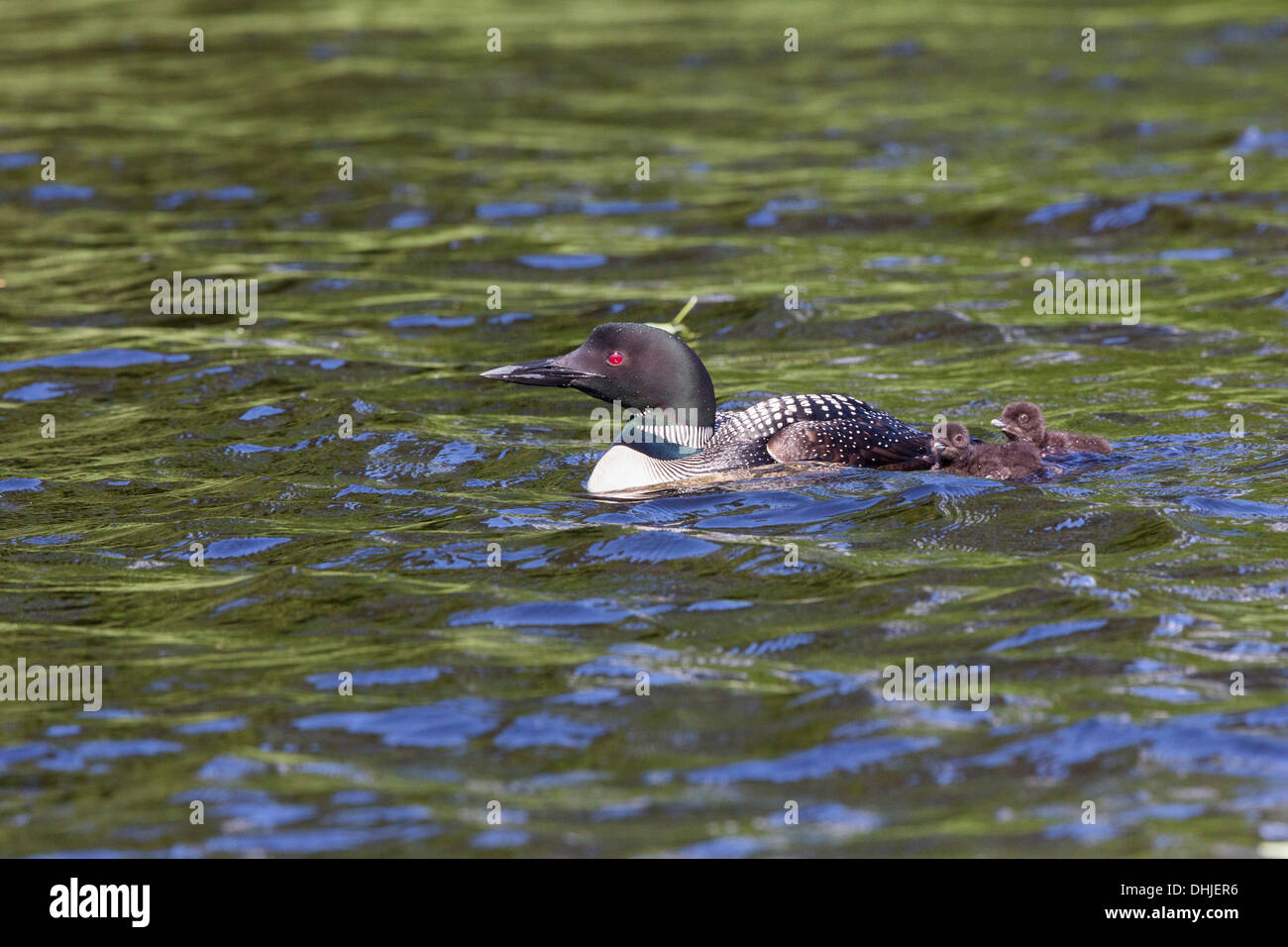 Small loon hi-res stock photography and images - Alamy