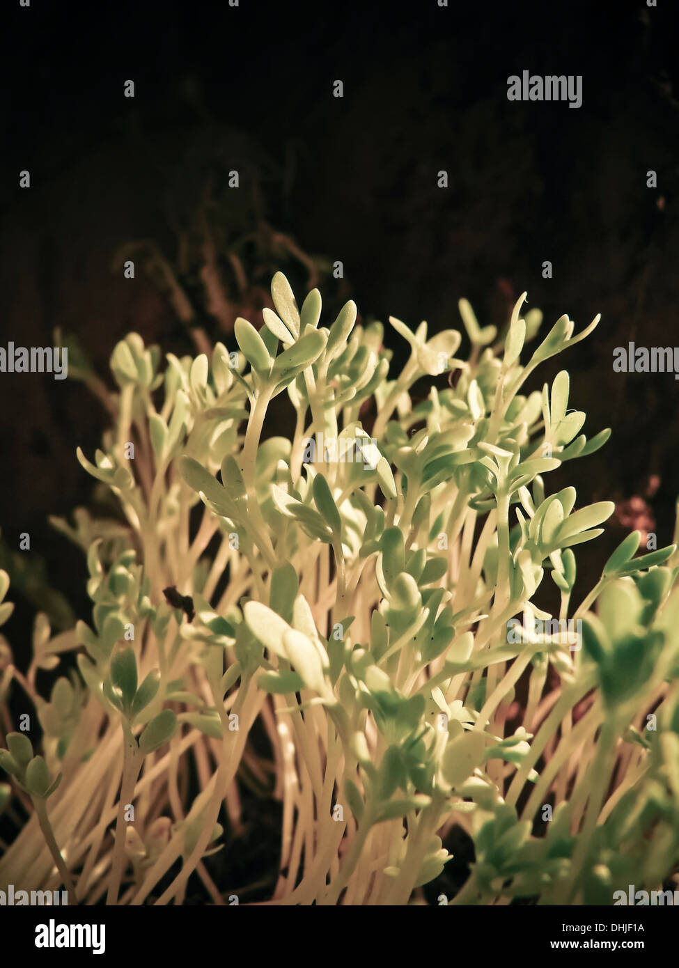 Lepidium sativum L, gardencress pepperweed Stock Photo