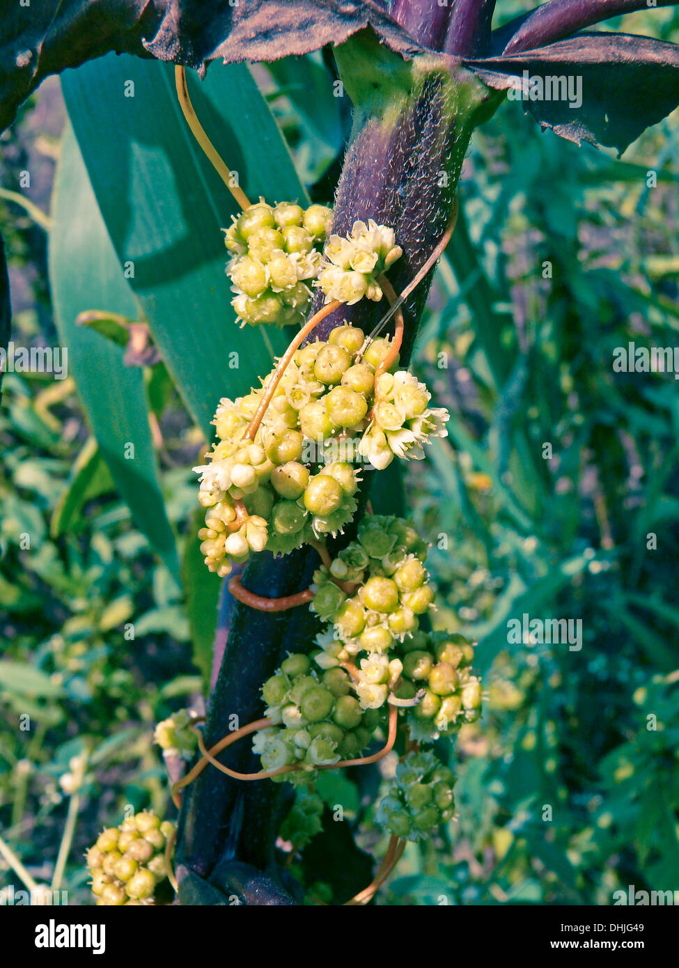 Greater Dodder, Cuscuta europaea var. indica Stock Photo