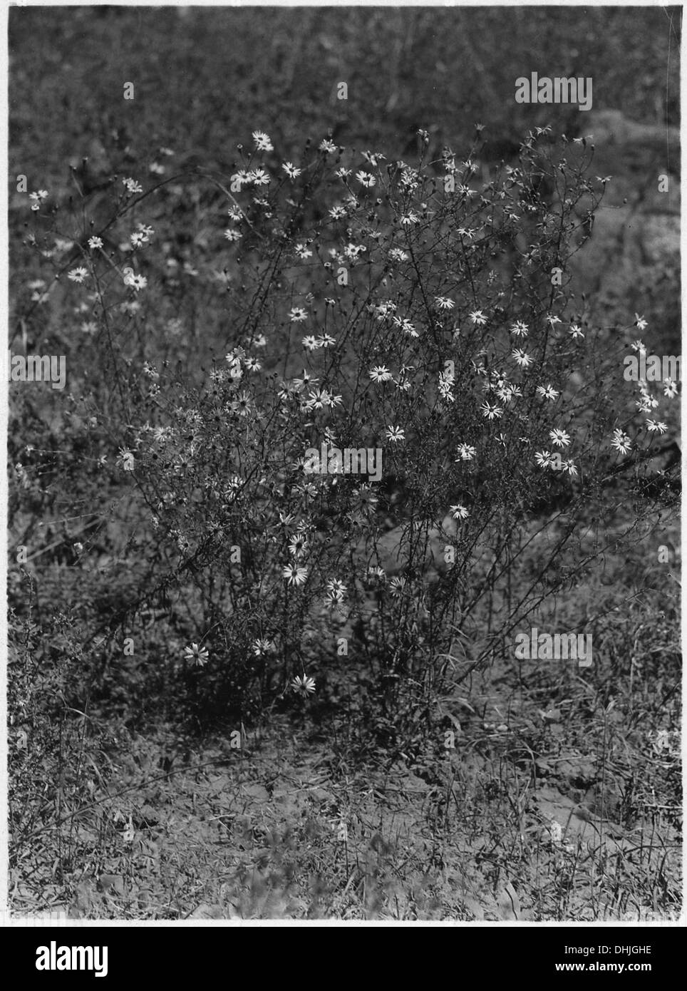 Yellowish brown Black and White Stock Photos & Images - Alamy