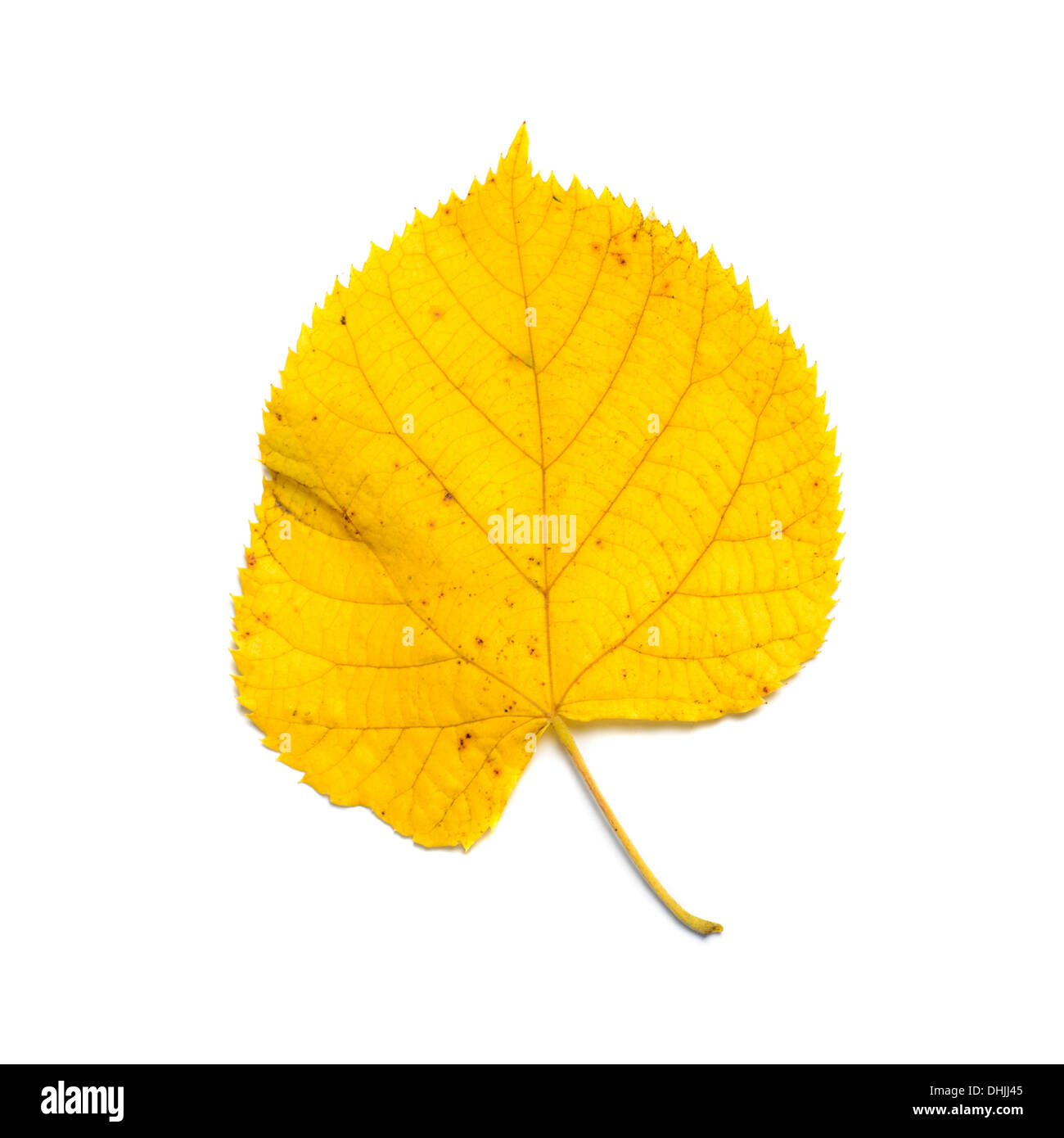 липа мелколистная лист. липа крупнолистная лист. осенние листья липы. желтый березовый лист. липа сердцевидная.