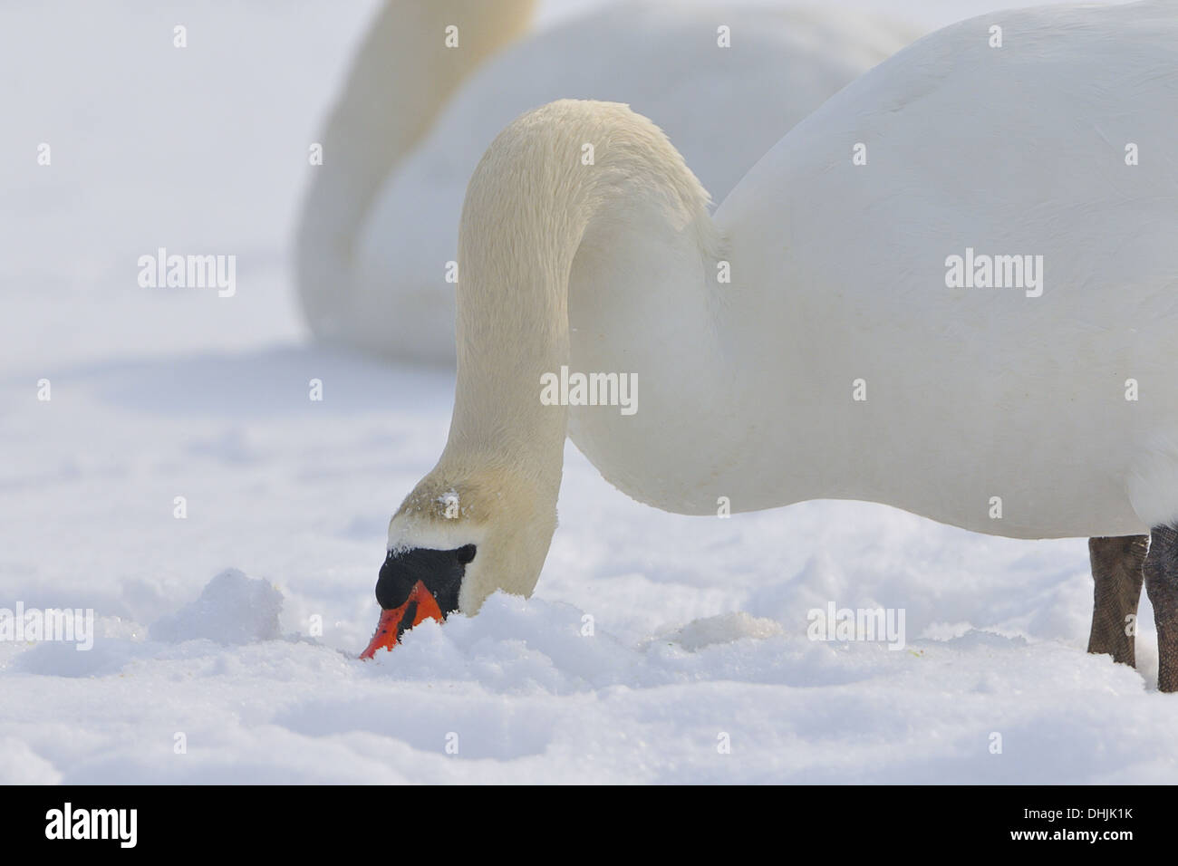 Mute swan Stock Photo