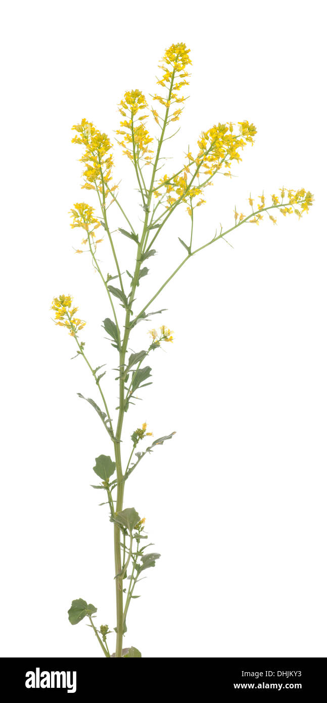 cluster yellow flower (Barbarea vulgaris) on white background Stock Photo