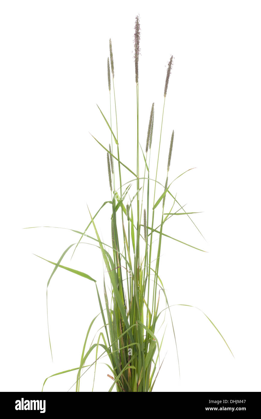 young tuft grass (Alopecurus pratensis) on white background Stock Photo