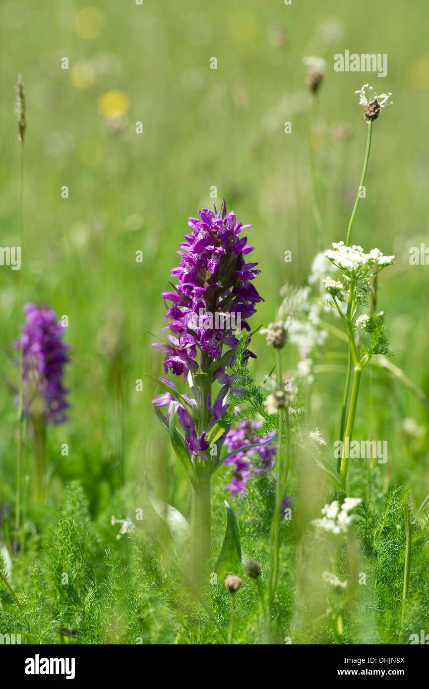 Western marsh orchid in a meadow, Taubergiessen near Rust, Ortenau, Baden-Wuerttemberg, Germany, Europe Stock Photo