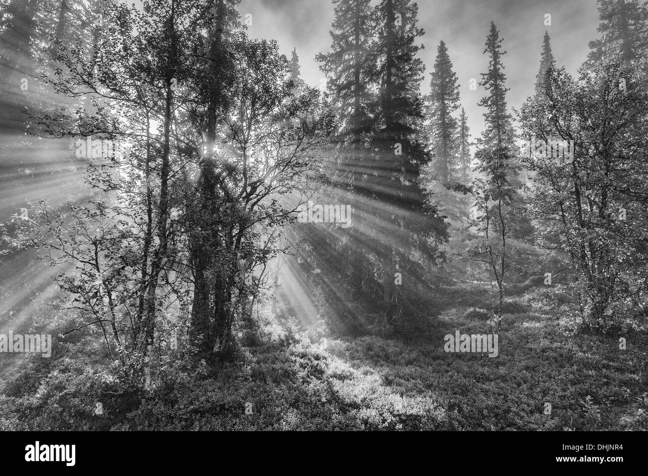 sunbeams falling through trees, Sweden Stock Photo