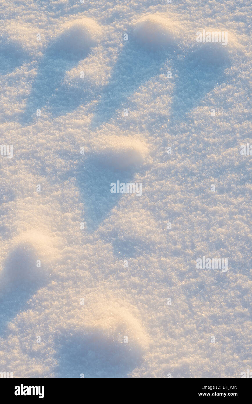 snow covered structures, Muddus NP, Sweden Stock Photo