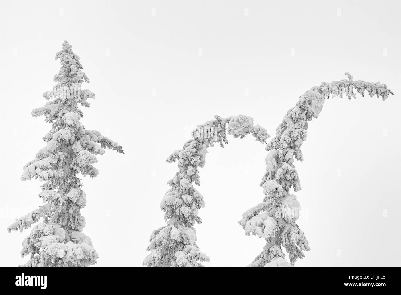 snow covered spruces in fog, Lapland, Sweden Stock Photo