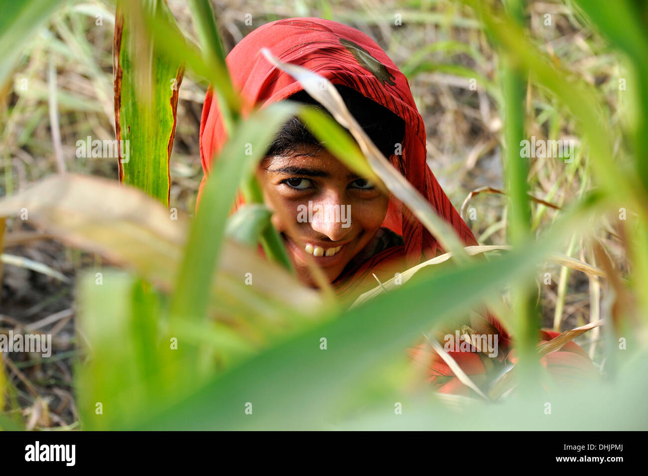 Pakistan, Punjab, Moza Sabgogat, Smiling girl in cornfield Stock Photo