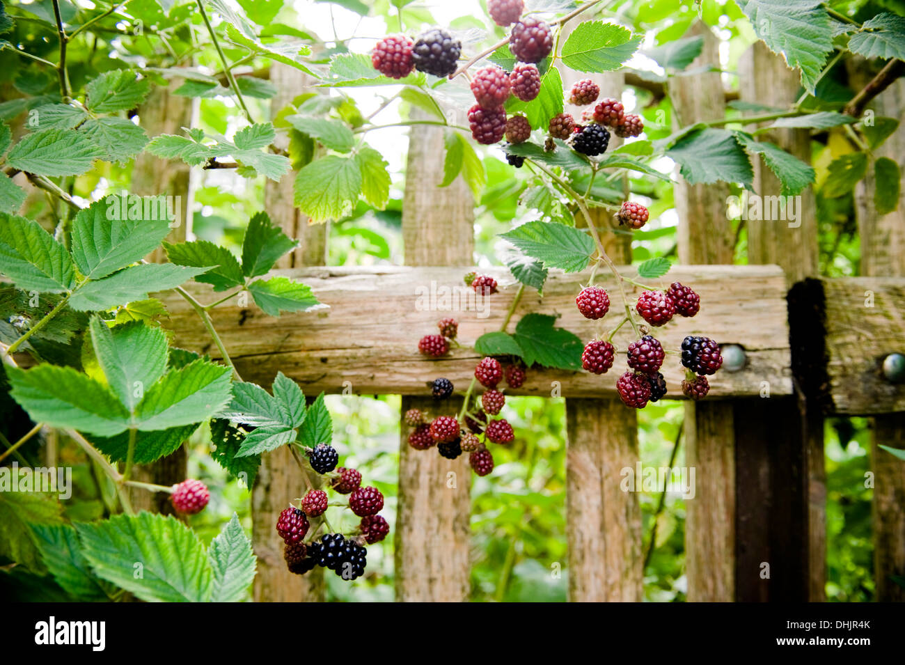 Blackberry bush in the garden, Fruit Stock Photo Alamy