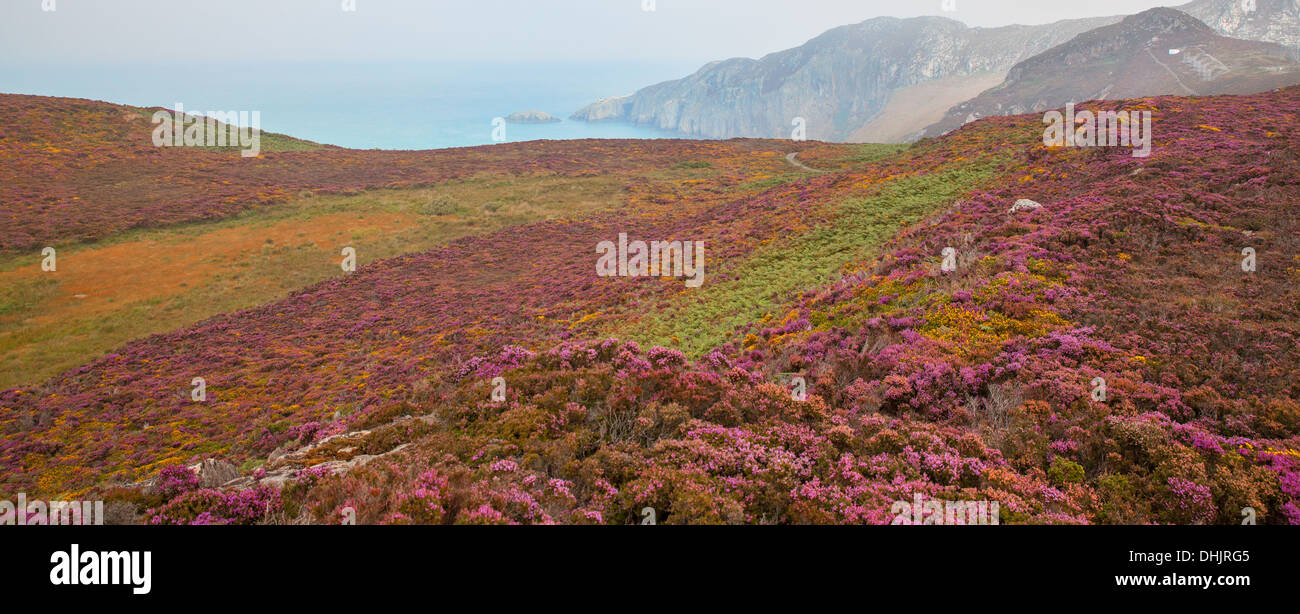 Heather background with many colours Stock Photo