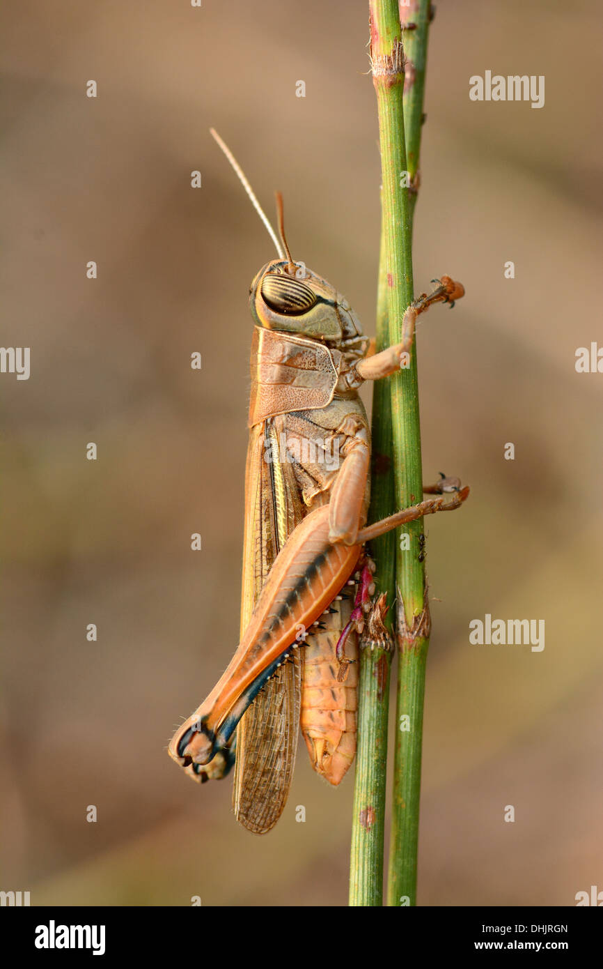 Grasshopper on stem Stock Photo