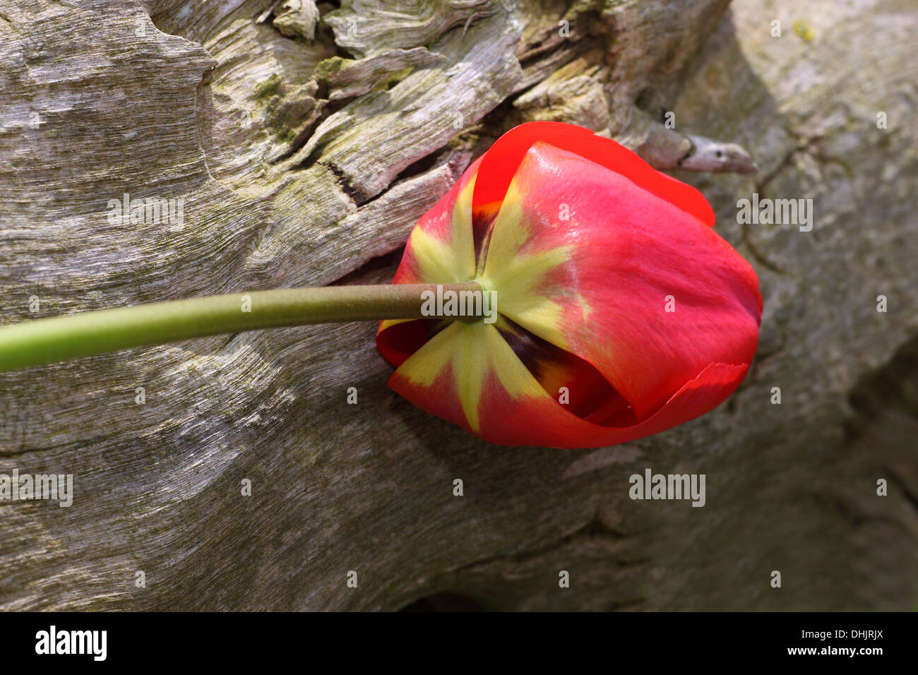 Tulip on timber Stock Photo