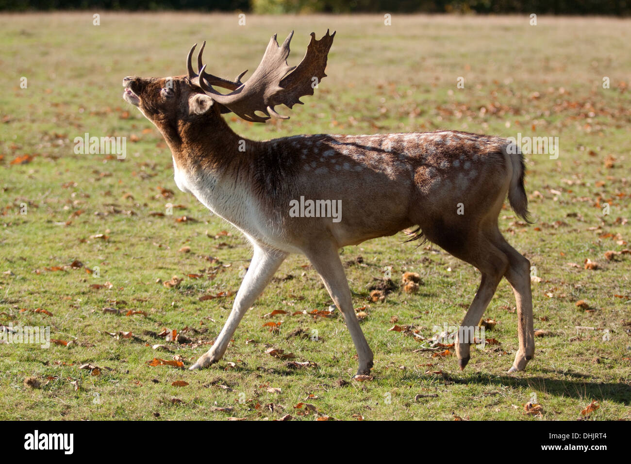 Rutting male hi-res stock photography and images - Alamy