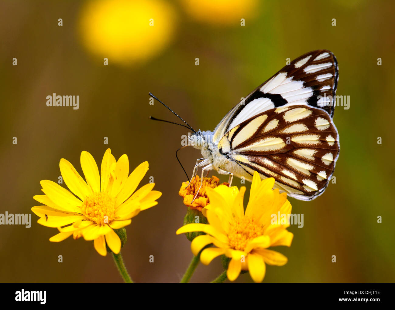 Anaphaeis aurota, Butterfly Feeding on nectar Stock Photo