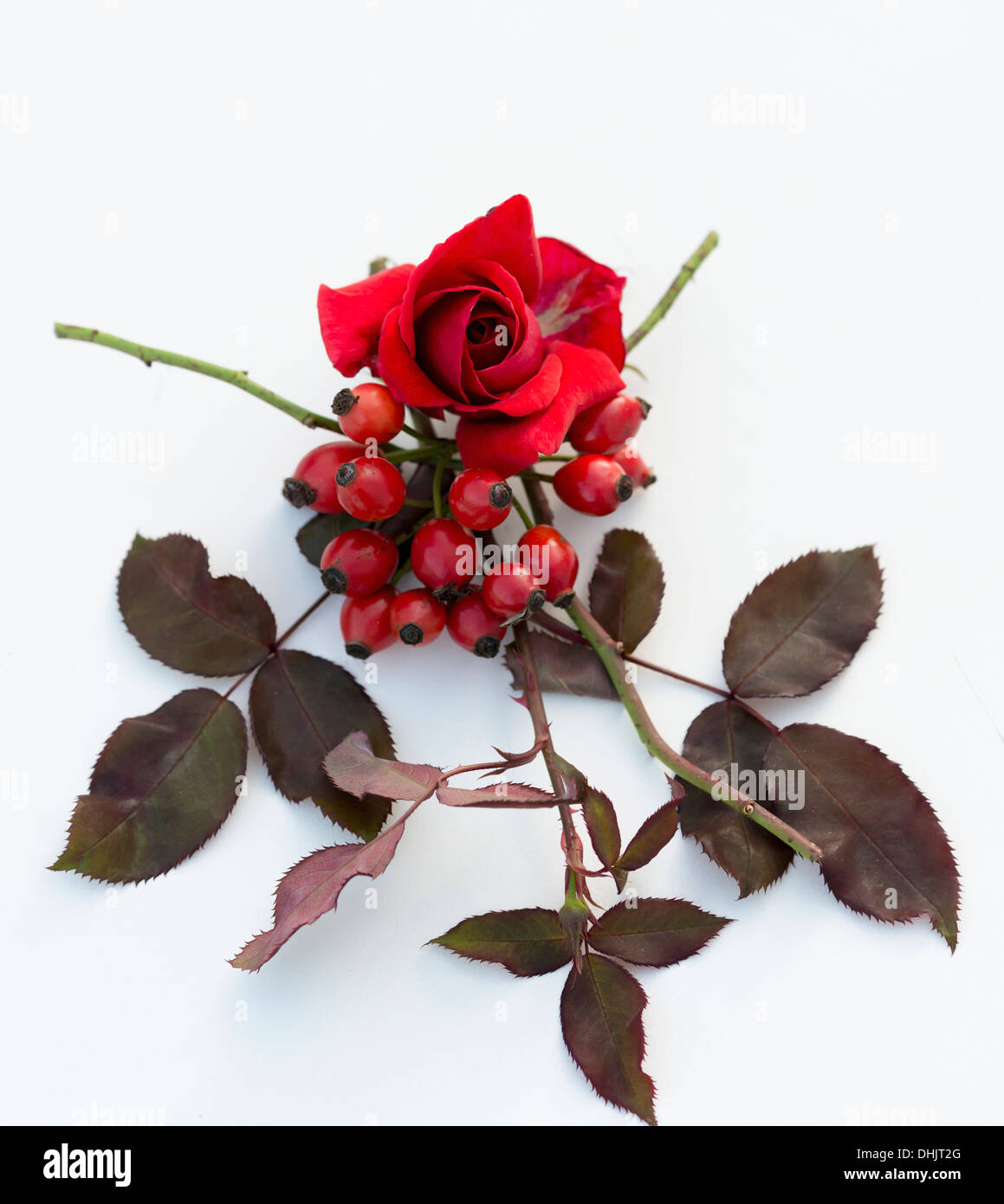 Rose blossom and rose petals with rosehips Stock Photo