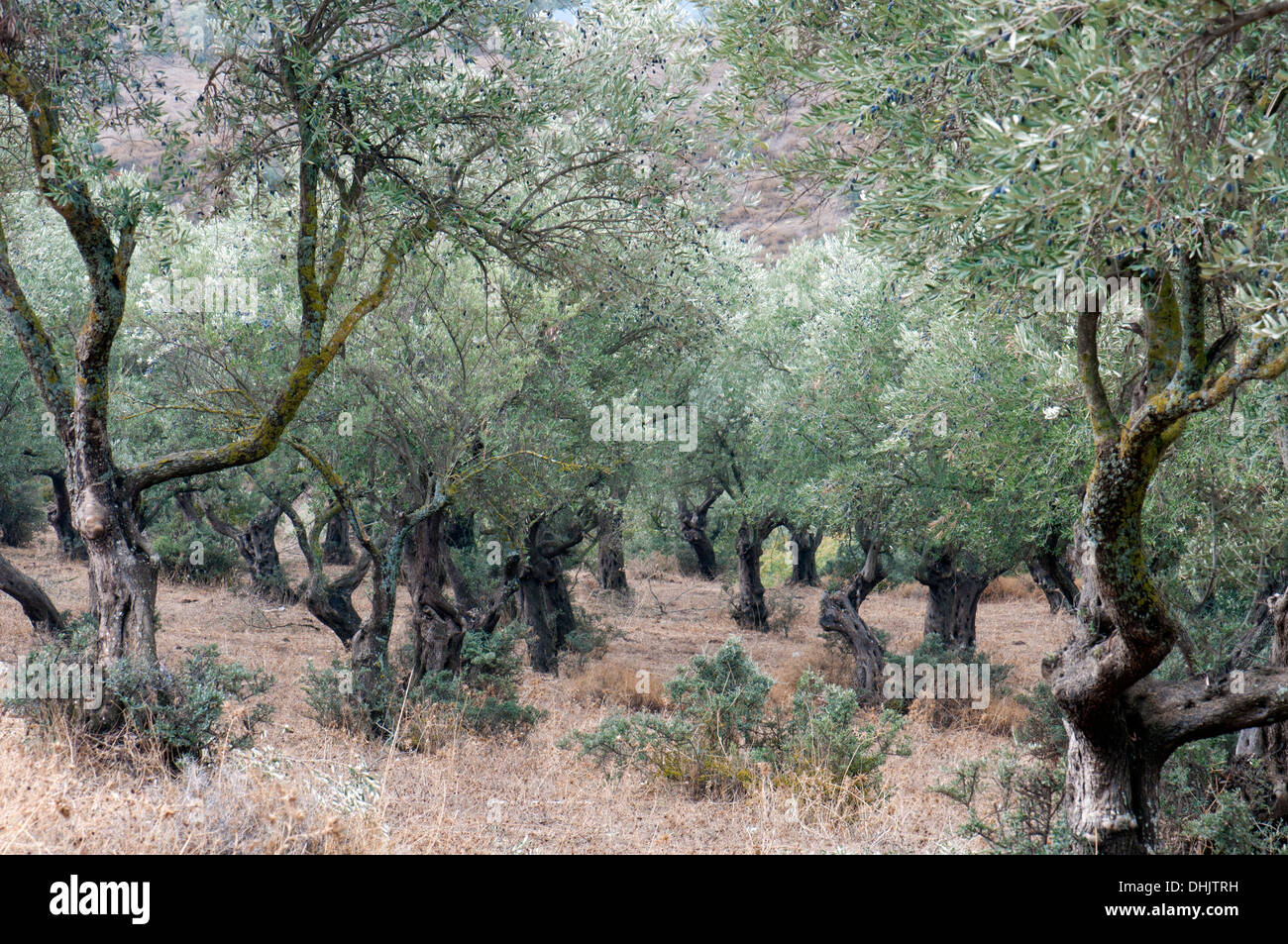 The olive orchard hires stock photography and images Alamy