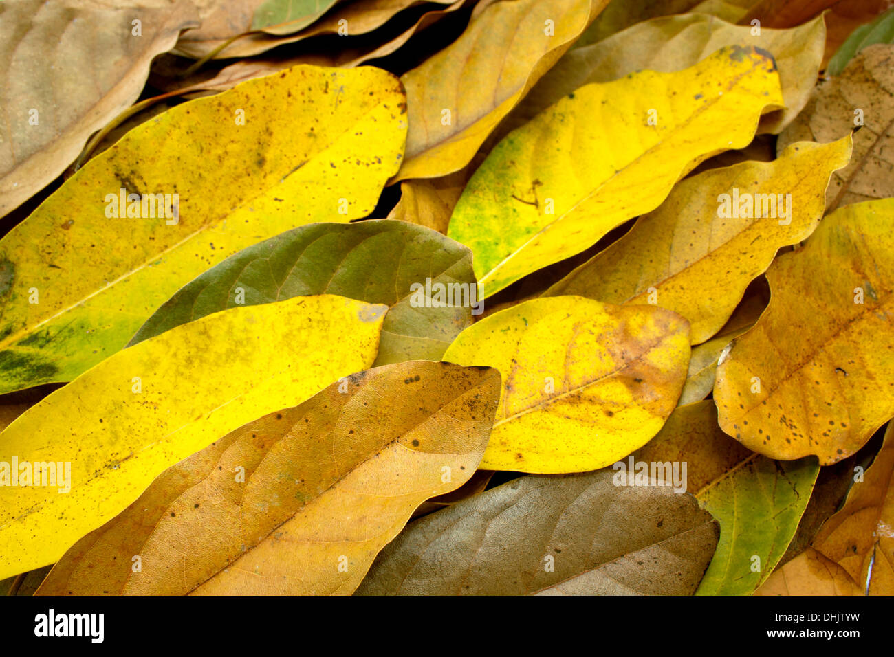 autumn-leaf-arrangement-as-patterned-and-textured-background-stock