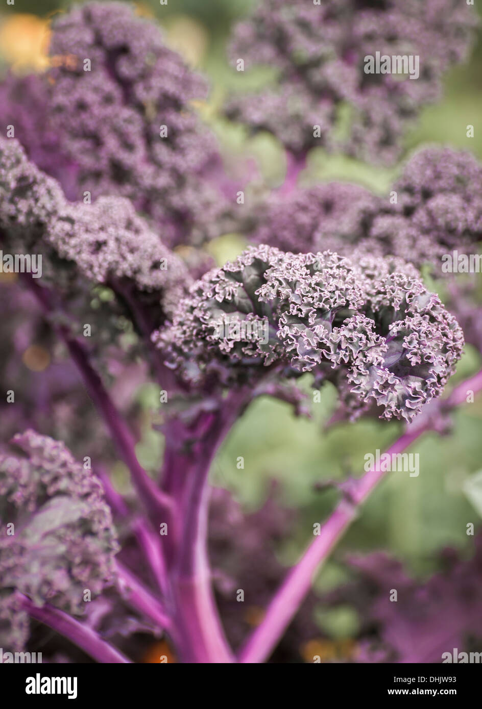 Purple salad leaf hi-res stock photography and images - Alamy