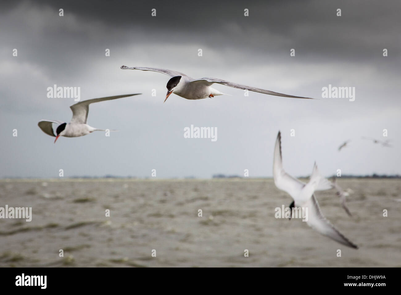 Terns flying above Lake IJssel, Holland, Netherlands, Europe Stock Photo